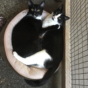 Fundraising Page: Kelly Sheridan